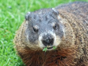 groundhog day, Groundhog = cute but potential bad news (small) bear