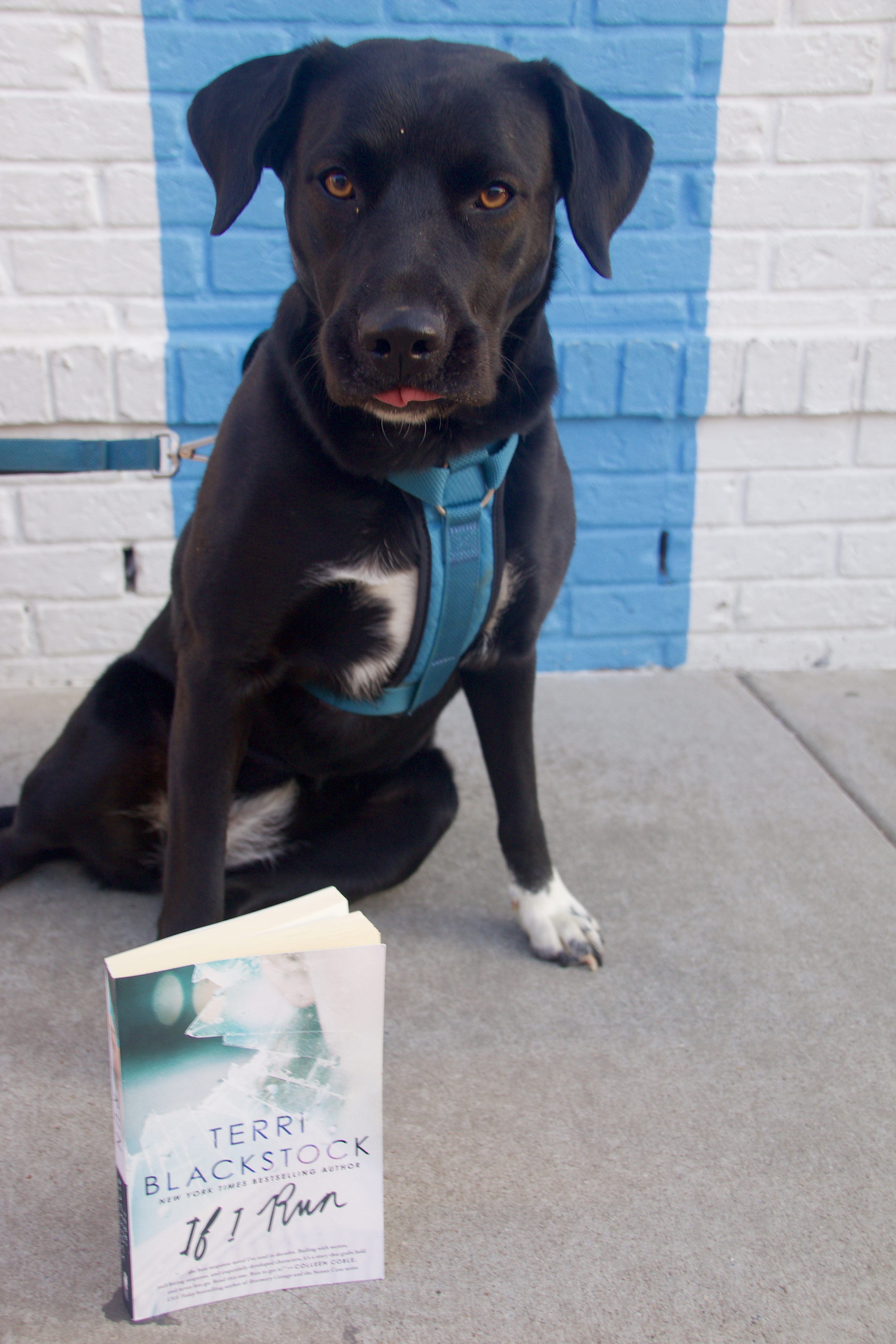 Puppy reviews, puppy book reviews, books with puppies