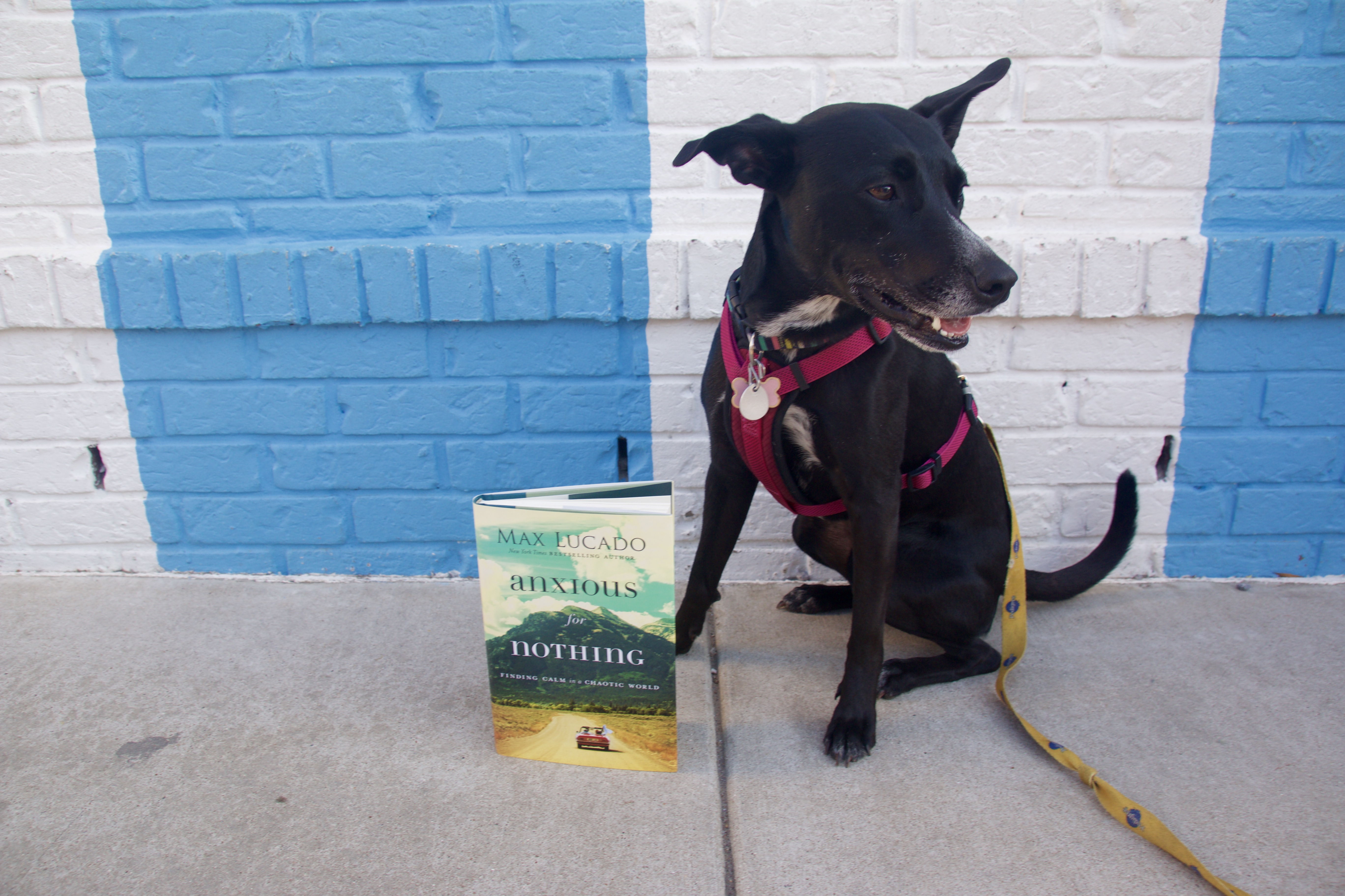 Puppy reviews, puppy book reviews, books with puppies