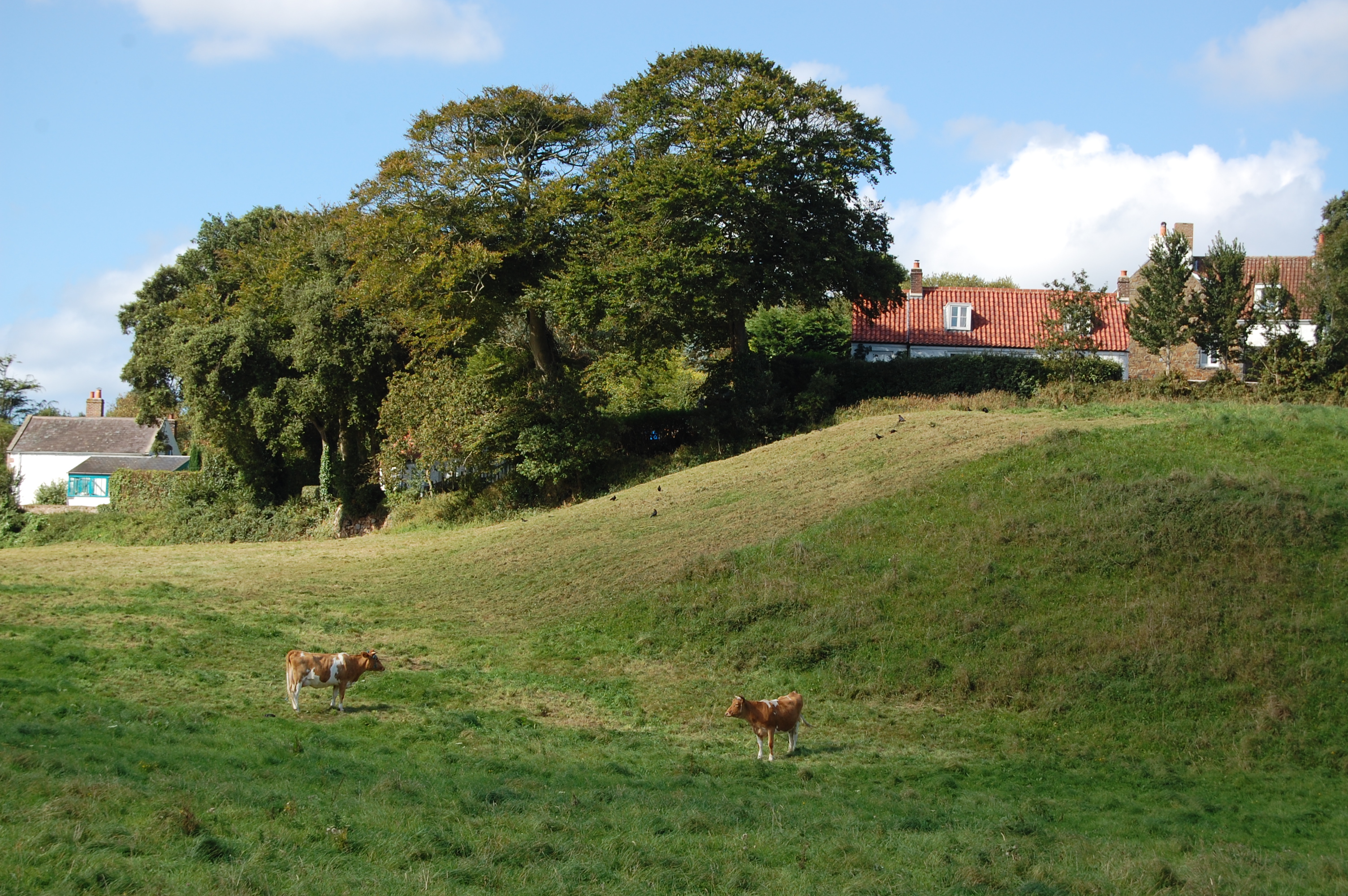 scenic farm, cows in a field, Guernsey farm life, English rolling fields, English countryside