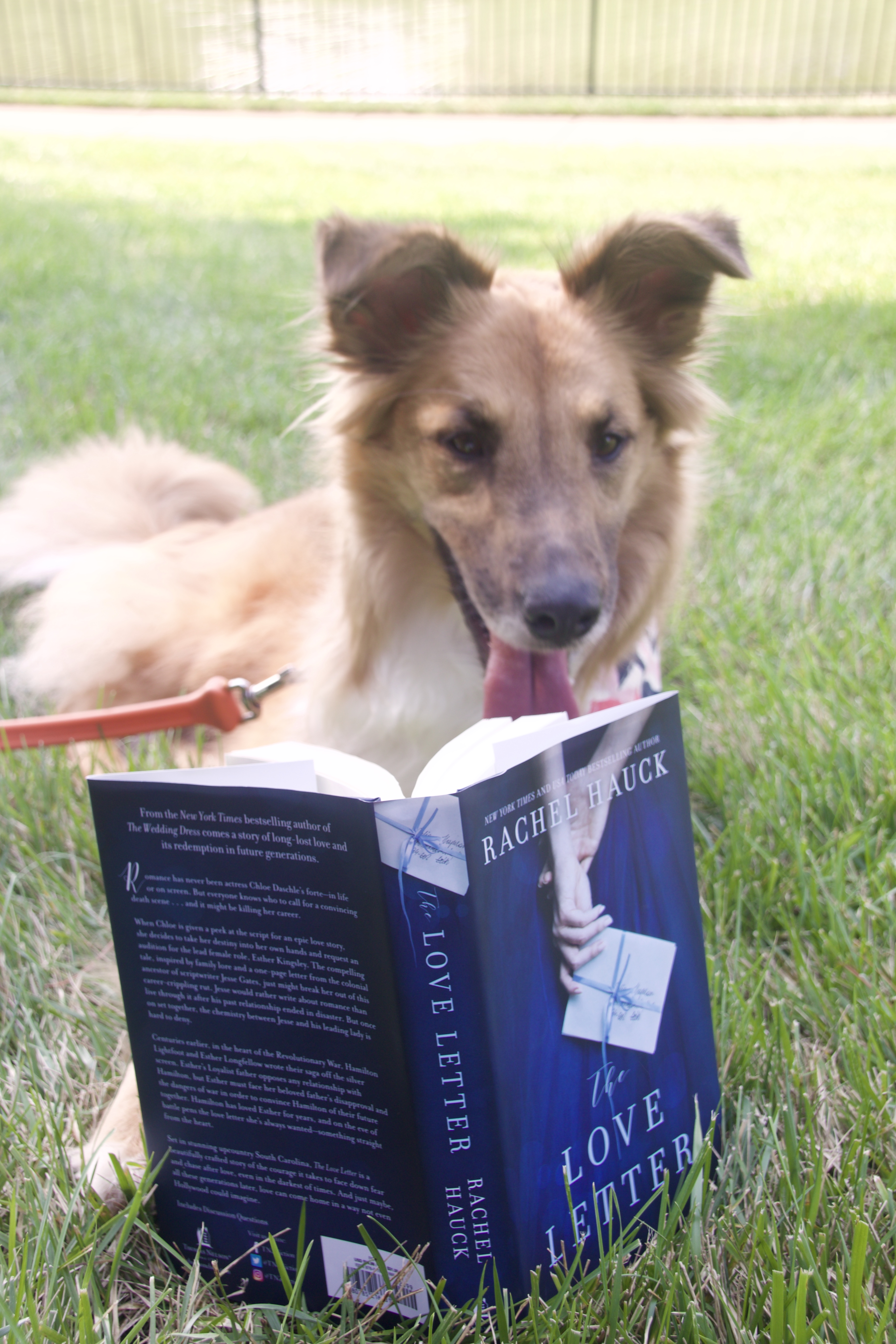 Puppy with book, dog reading book